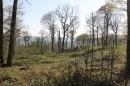 forêt dom. de Hauvillers